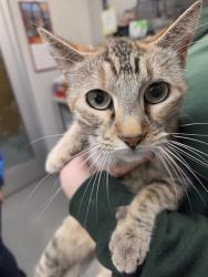 Shelter Stray Female Cat last seen Near BLOCK N HAMILTON AVE, HEMET CA 92543, 581 S Grand Ave, San Jacinto, CA 92582, USA