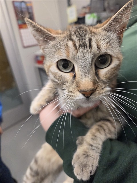 Shelter Stray Female Cat last seen Near BLOCK N HAMILTON AVE, HEMET CA 92543, 581 S Grand Ave, San Jacinto, CA 92582, USA