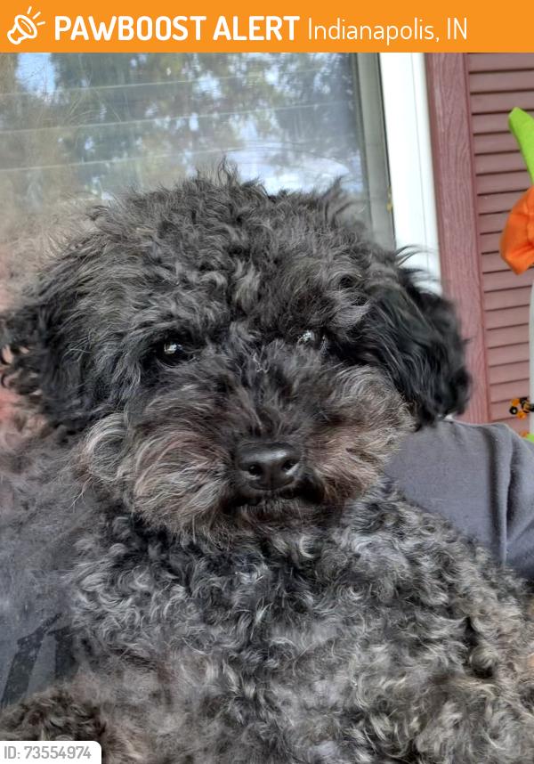 Found/Stray Female Dog last seen 38th and German Church, Indianapolis, IN 46235