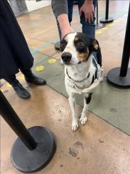 Shelter Stray Male Dog last seen , 14409 Vanowen St, Van Nuys, CA 91405, USA