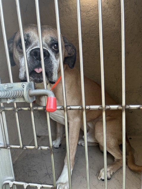 Shelter Stray Male Dog last seen Near BLOCK RIVEROAKS, 3528 Newburg Rd, Louisville, KY 40218, USA