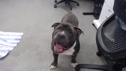 Shelter Stray Male Dog last seen SANTOS X GENEVA, 1419 Bryant St, San Francisco, CA 94103, USA