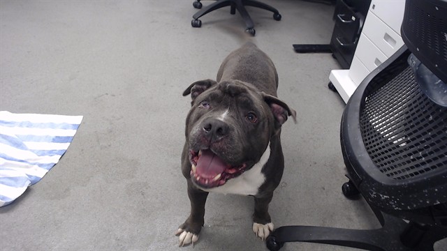 Shelter Stray Male Dog last seen SANTOS X GENEVA, 1419 Bryant St, San Francisco, CA 94103, USA