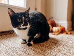 Shelter Stray Female Cat last seen , 957 N Gaffey St, San Pedro, CA 90731, USA