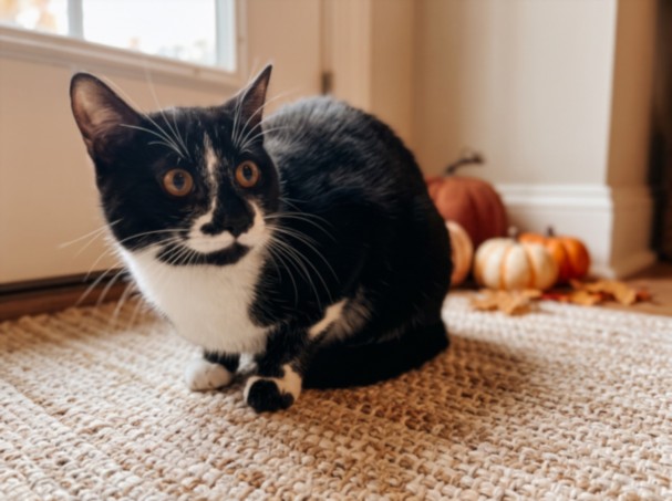 Shelter Stray Female Cat last seen , 957 N Gaffey St, San Pedro, CA 90731, USA