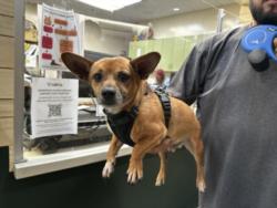 Shelter Stray Male Dog last seen , 3201 Lacy St, Los Angeles, CA 90031, USA