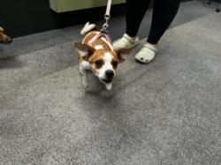 Shelter Stray Female Dog last seen , 3201 Lacy St, Los Angeles, CA 90031, USA
