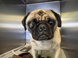 Shelter Stray Female Dog last seen , 1850 W 60th St, Los Angeles, CA 90047, USA