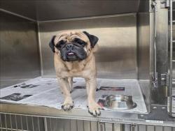 Shelter Stray Male Dog last seen , 3201 Lacy St, Los Angeles, CA 90031, USA