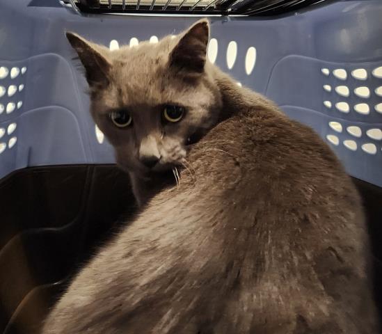 Shelter Stray Female Cat last seen Near BLOCK N YORK ST, DENVER CO 80205, 2080 S Quebec St, Denver, CO 80231, USA