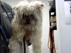 Shelter Stray Female Dog last seen MCDOWELL RD AND FOREST RD, 1920 S Lewis, Mesa, AZ 85210, USA