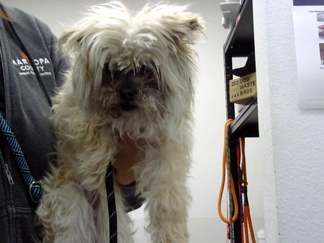 Shelter Stray Female Dog last seen MCDOWELL RD AND FOREST RD, 1920 S Lewis, Mesa, AZ 85210, USA