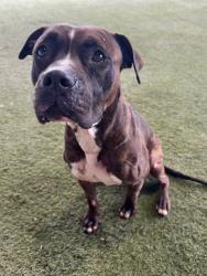 Shelter Stray Female Dog last seen Near BLOCK NW 84TH ST, 3599 NW 79th Ave, Doral, FL 33122, USA