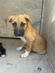 Shelter Stray Male Dog last seen SE 104TH / S MIDWEST BLVD, 2811 SE 29th St, Oklahoma City, OK 73129, USA