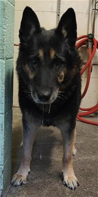 Shelter Stray Male Dog last seen Near BELL AVE, 2127 Front St, Sacramento, CA 95818, USA