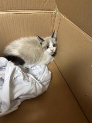 Shelter Stray Male Cat last seen STOCKTON BLVD & FRUITRIDGE RD, 2127 Front St, Sacramento, CA 95818, USA