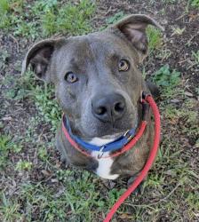 Shelter Stray Male Dog last seen Near BLOCK LAKESIDE DR, MARGATE FL 33063, 2400 SW 42nd St, Fort Lauderdale, FL 33312, USA
