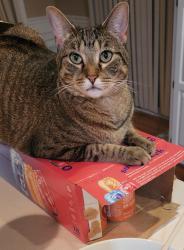 Lost Female Cat last seen Near and Cookingham Rd, Kansas City, MO 64155