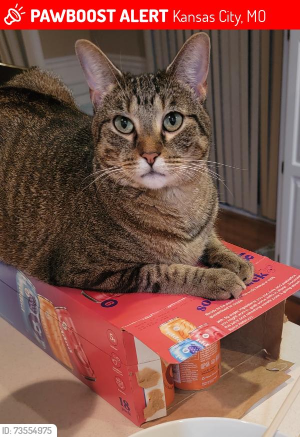 Lost Female Cat last seen Near and Cookingham Rd, Kansas City, MO 64155