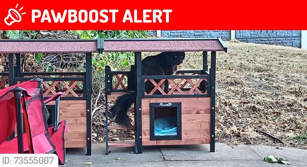 Lost Male Cat last seen Day avenue, West Midlands, England WV11 3BZ