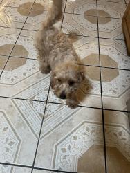 Reunited Female Dog last seen Poplar ave , san bernardino ave, Fontana, CA 92335