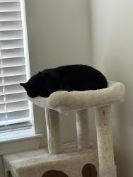 Reunited Male Cat last seen Not sure when he got out. Sometime last night from Rapala Ln in Pickerington OH, Pickerington, OH 43147