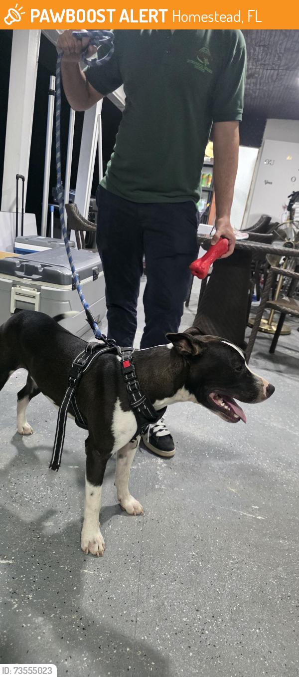 Found/Stray Male Dog last seen Near sw 268st hmstd fl 33032, Homestead, FL 33032