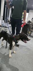 Found/Stray Male Dog last seen Near sw 268st hmstd fl 33032, Homestead, FL 33032