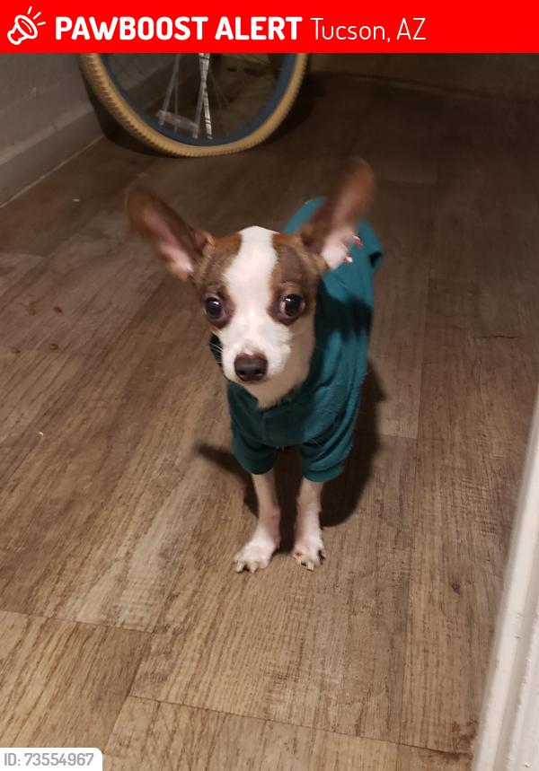 Lost Male Dog last seen Near N Oracle Rd, Tucson, AZ 85705