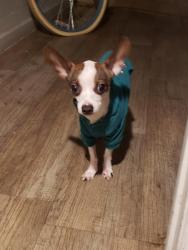 Lost Male Dog last seen Near N Oracle Rd, Tucson, AZ 85705