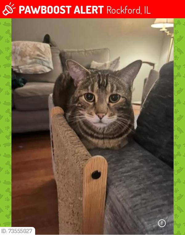 Lost Male Cat last seen Brookview Elementary School, Rockford, IL 61107