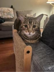Lost Male Cat last seen Brookview Elementary School, Rockford, IL 61107