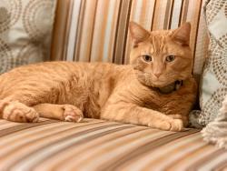 Lost Male Cat last seen Nutley and Courthouse Rd. SW Vienna, Vienna, VA 22180