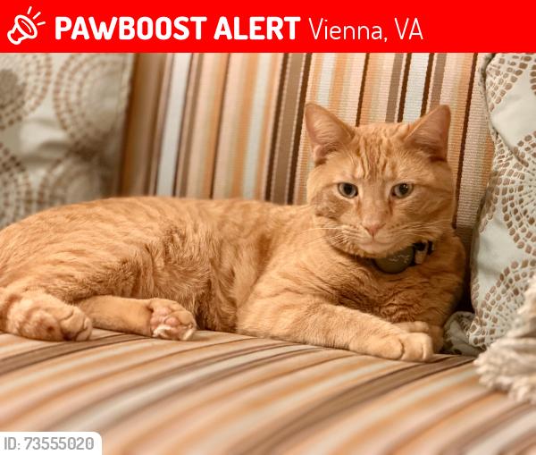 Lost Male Cat last seen Nutley and Courthouse Rd. SW Vienna, Vienna, VA 22180