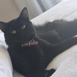 Lost Male Cat last seen Glendora ave, grand Ave, azusa ave, Glendora, CA 91740