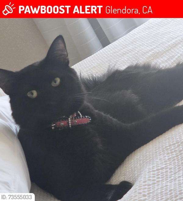 Lost Male Cat last seen Glendora ave, grand Ave, azusa ave, Glendora, CA 91740