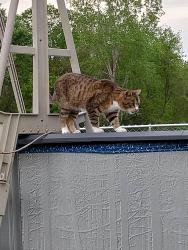 Lost Female Cat last seen Adams and Sherman, Saginaw, MI 48604