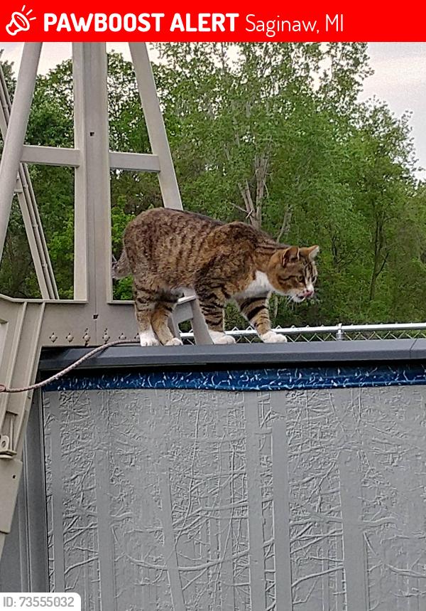 Lost Female Cat last seen Adams and Sherman, Saginaw, MI 48604