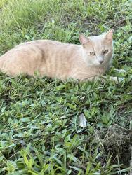 Lost Male Cat last seen Near Springdale circle, Palm Springs, FL 33461