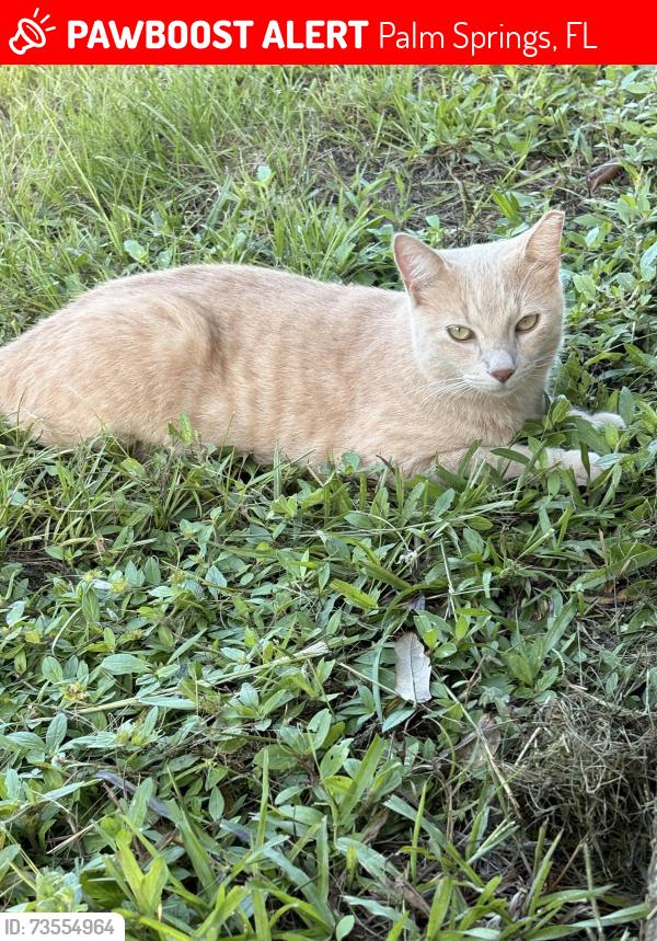 Lost Male Cat last seen Near Springdale circle, Palm Springs, FL 33461