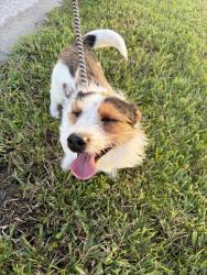 Reunited Unknown Dog last seen Kestor, Port St. Lucie, FL 34953