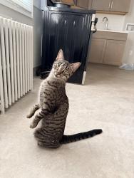 Lost Female Cat last seen Corliss park, Troy ny, Troy, NY 12182