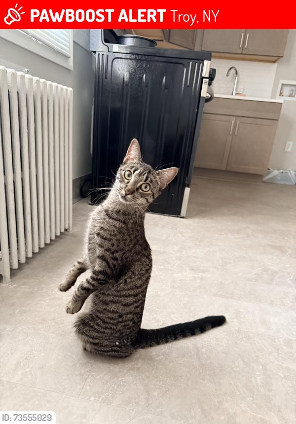 Lost Female Cat last seen Corliss park, Troy ny, Troy, NY 12182