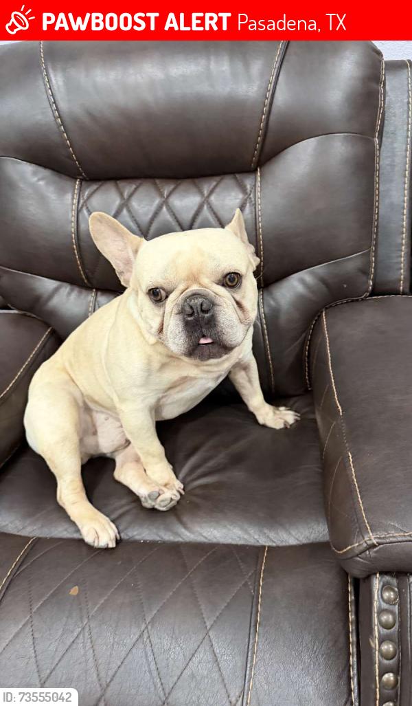 Lost Male Dog last seen Burke Rd & Marshall St, Pasadena, TX 77506