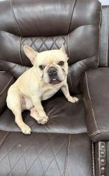 Lost Male Dog last seen Burke Rd & Marshall St, Pasadena, TX 77506