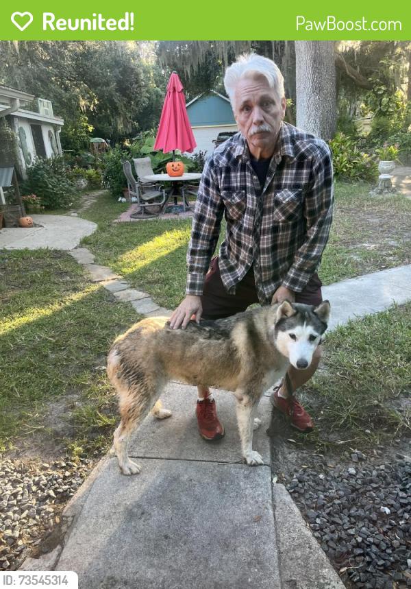 Reunited Female Dog last seen Grand blvd and Manatee point, New Port Richey, FL 34652