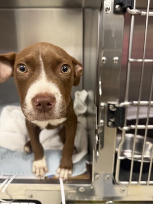 Shelter Stray Male Dog last seen , Harrison County, MS, 2615 25th Ave, Gulfport, MS 39501, USA