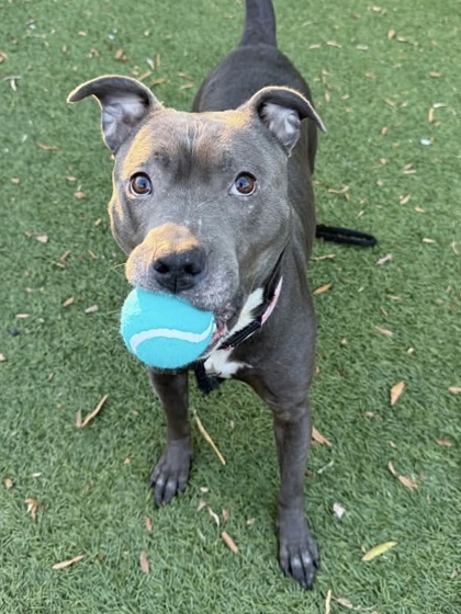 Shelter Stray Female Dog last seen Near North ave, 21202, MD, 2490 Giles Rd, Baltimore, MD 21225, USA