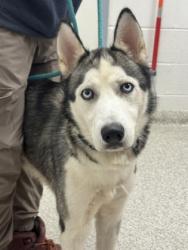 Shelter Stray Male Dog last seen Near Heckel Ave, 21206, MD, 2490 Giles Rd, Baltimore, MD 21225, USA