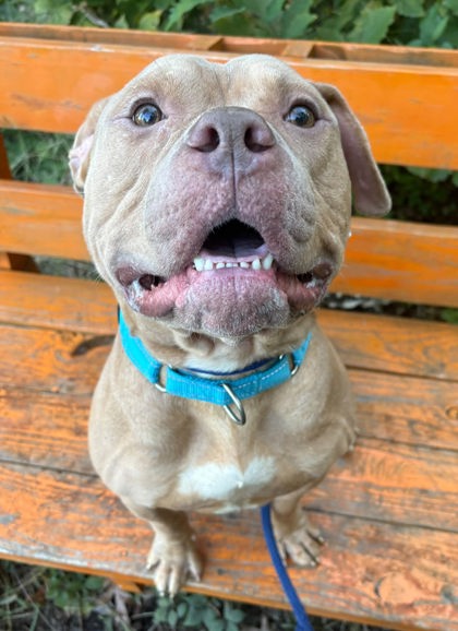 Shelter Stray Male Dog last seen Near McHenry, 21223, MD, 2490 Giles Rd, Baltimore, MD 21225, USA
